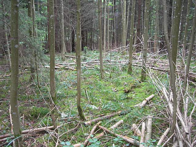 Camarophyllopsis atrovelutina  (Romagn.)  Argaud